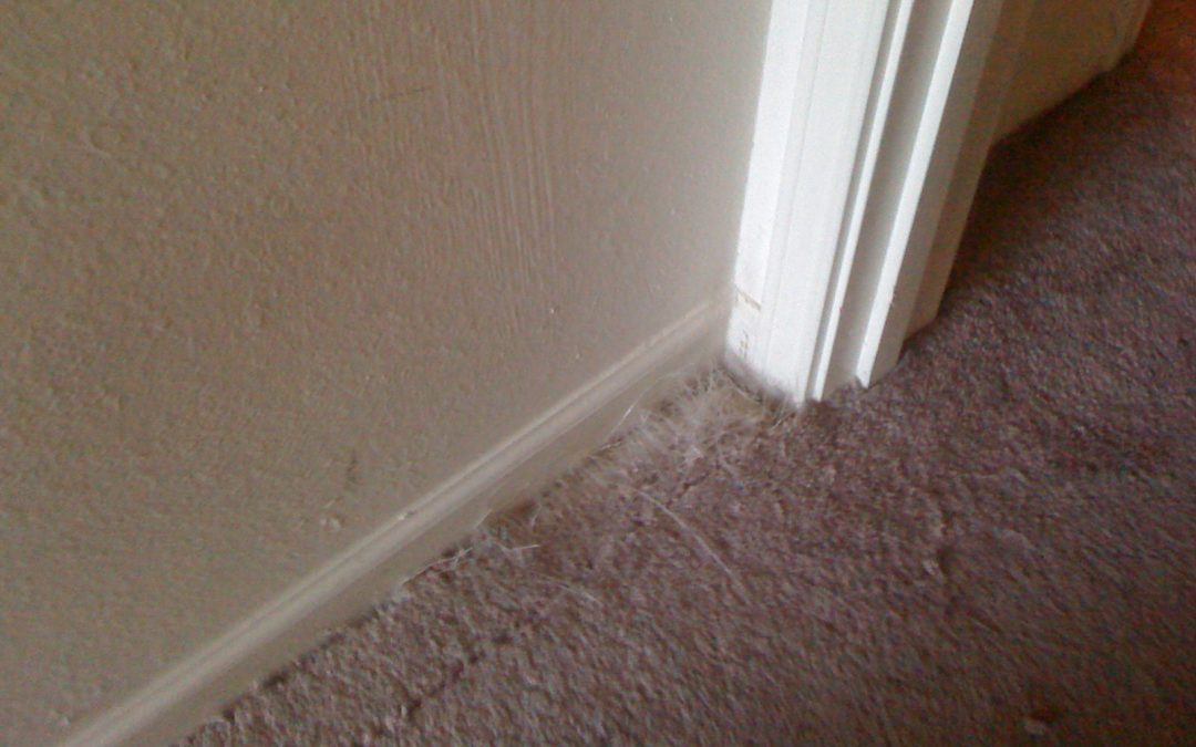 Memphis Carpet Pet Damage