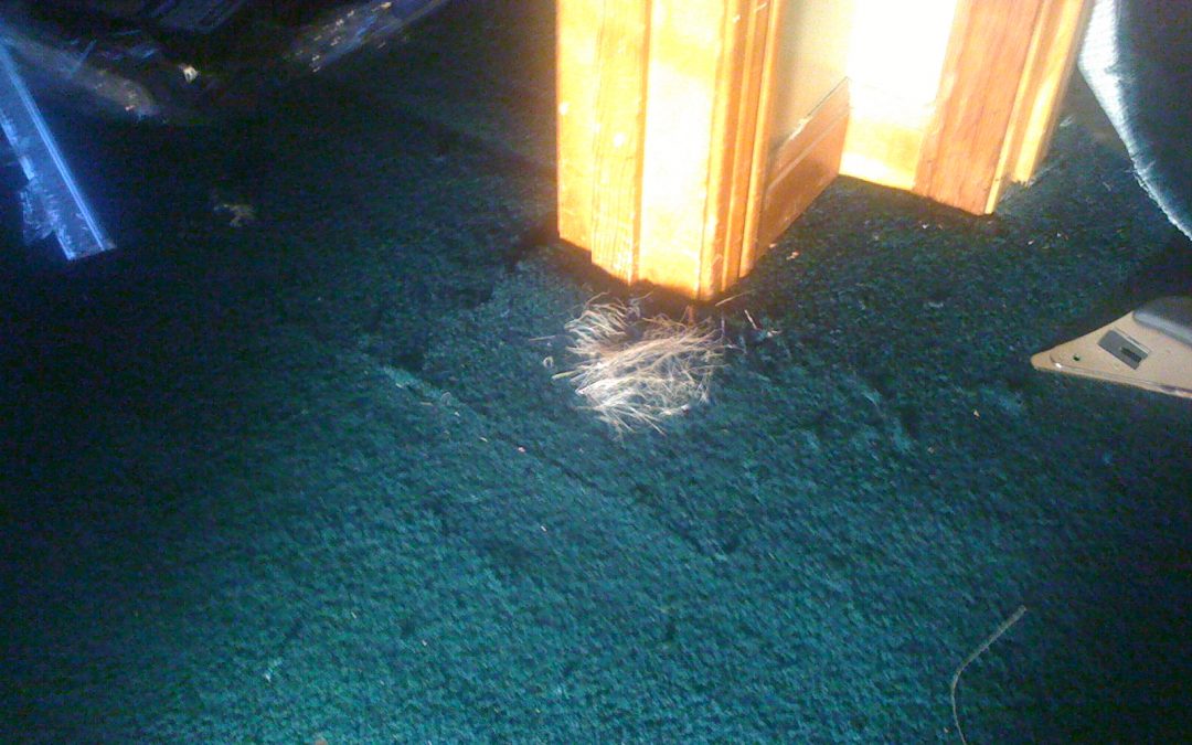 Memphis Carpet Pet Damage Repair
