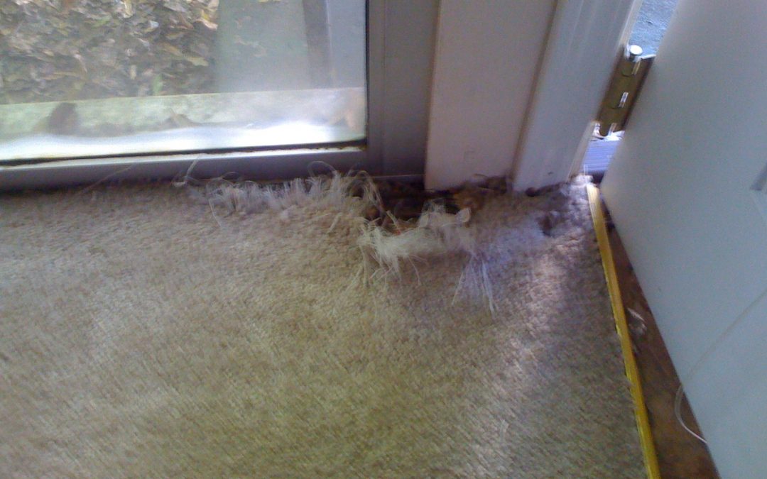 Memphis Carpet Stretch & Pet Damage Repair