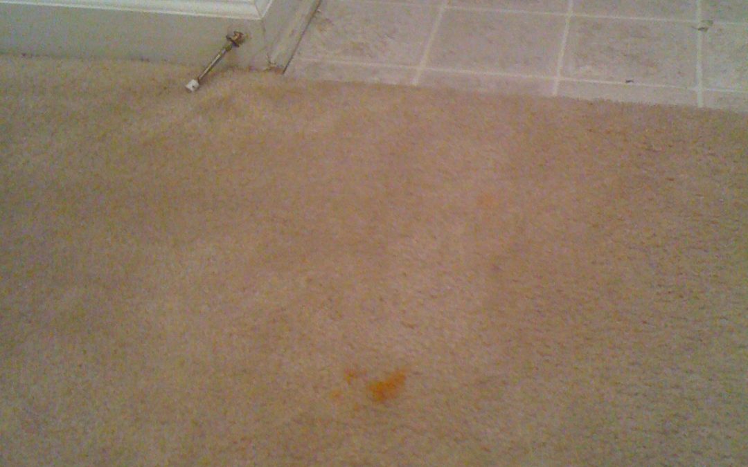 Memphis Carpet Red Stain/ Grease stain Removal