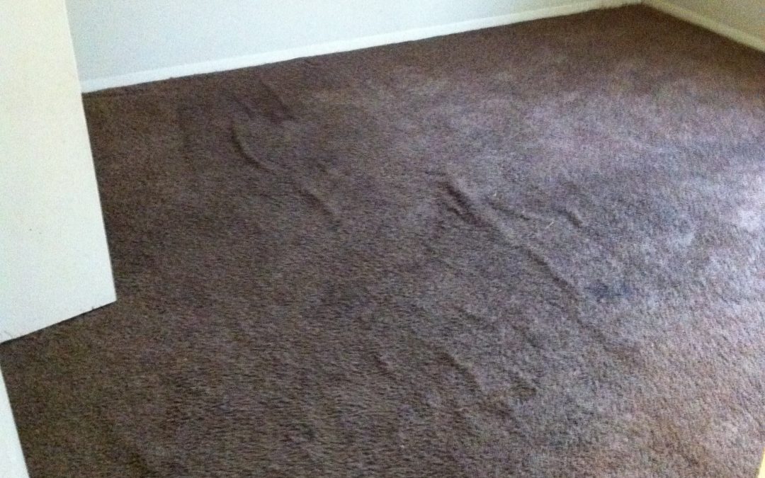 Apartment Carpet Re-Stretch in Memphis