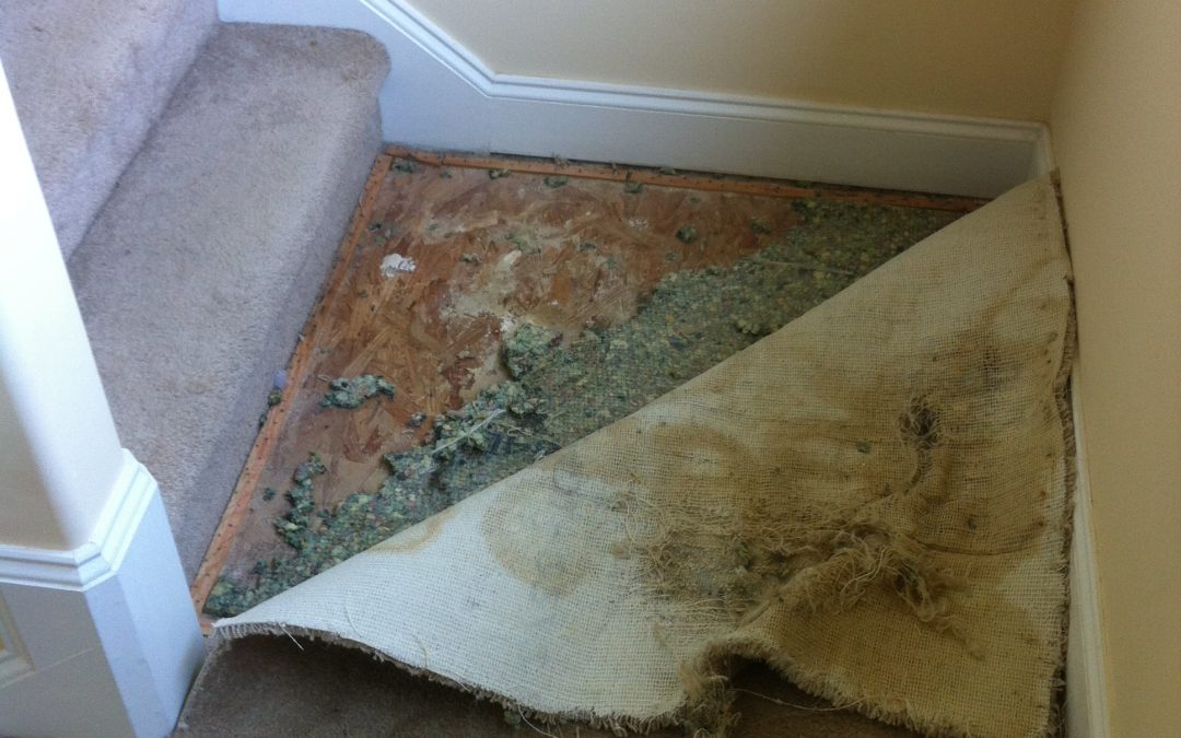 Memphis Carpet Pet Damage Repair